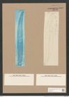 Pleurosigma strigile W.Sm. (de-Toni-Nr.: Genus 13, Species 1082) Zeichnungen Sammlung Grunow Nr. 1982 (NHMW-BOT-W0369131)